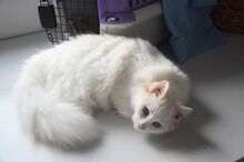 JASPER, Katze, Norwegische Waldkatze in Deutschland - Bild 1