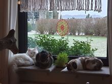 JASPER, Katze, Norwegische Waldkatze in Deutschland - Bild 10