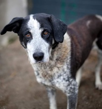 ORNILO, Hund, Mischlingshund in Rumänien - Bild 1