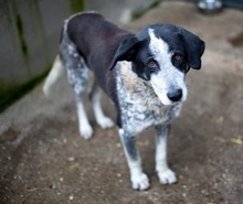 ORNILO, Hund, Mischlingshund in Rumänien - Bild 3