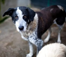 ORNILO, Hund, Mischlingshund in Rumänien - Bild 4