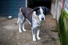 ORNILO, Hund, Mischlingshund in Rumänien - Bild 5