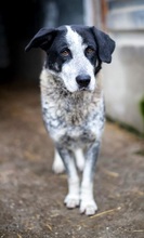 ORNILO, Hund, Mischlingshund in Rumänien - Bild 7