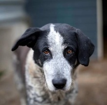 ORNILO, Hund, Mischlingshund in Rumänien - Bild 8