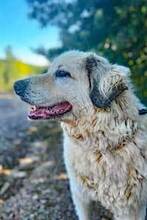 ZORRO, Hund, Mischlingshund in Italien