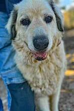 ZORRO, Hund, Mischlingshund in Italien - Bild 3