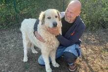 ZORRO, Hund, Mischlingshund in Italien - Bild 4