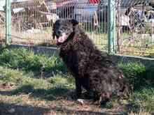 CATINCA, Hund, Mischlingshund in Rumänien - Bild 10
