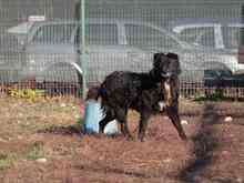 CATINCA, Hund, Mischlingshund in Rumänien - Bild 11