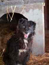 CATINCA, Hund, Mischlingshund in Rumänien - Bild 14