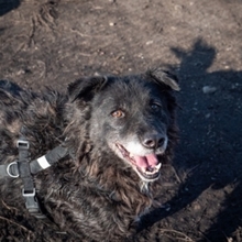 CATINCA, Hund, Mischlingshund in Rumänien - Bild 2
