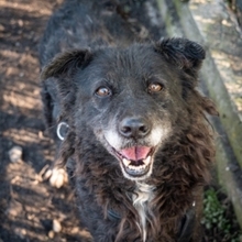 CATINCA, Hund, Mischlingshund in Rumänien - Bild 3