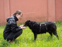 CATINCA, Hund, Mischlingshund in Rumänien - Bild 4