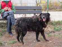 CATINCA, Hund, Mischlingshund in Rumänien - Bild 8