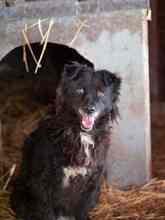 CATINCA, Hund, Mischlingshund in Markdorf - Bild 18