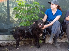 CATINCA, Hund, Mischlingshund in Markdorf - Bild 2