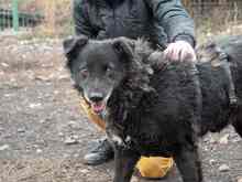 CATINCA, Hund, Mischlingshund in Markdorf - Bild 26