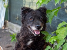 CATINCA, Hund, Mischlingshund in Markdorf - Bild 3