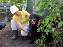 CATINCA, Hund, Mischlingshund in Markdorf - Bild 4