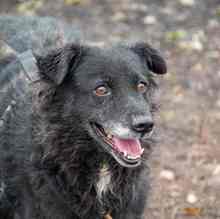 CATINCA, Hund, Mischlingshund in Markdorf - Bild 5