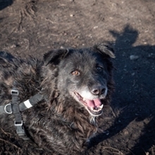 CATINCA, Hund, Mischlingshund in Markdorf - Bild 6