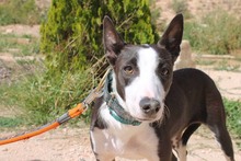 AZUCENA, Hund, Podenco in Spanien - Bild 10