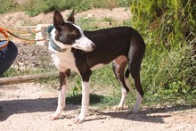 AZUCENA, Hund, Podenco in Spanien - Bild 11