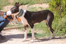 AZUCENA, Hund, Podenco in Spanien - Bild 2