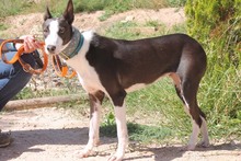 AZUCENA, Hund, Podenco in Spanien - Bild 3