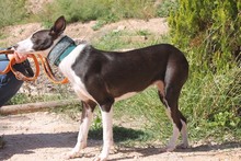 AZUCENA, Hund, Podenco in Spanien - Bild 6