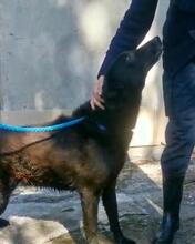 NINA, Hund, Labrador-Mix in Italien