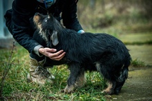 WHISKY, Hund, Terrier-Mix in Ungarn - Bild 10
