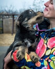 WHISKY, Hund, Terrier-Mix in Ungarn - Bild 12