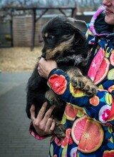 WHISKY, Hund, Terrier-Mix in Ungarn - Bild 14