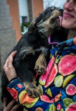 WHISKY, Hund, Terrier-Mix in Ungarn - Bild 15