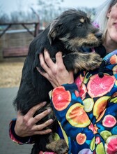 WHISKY, Hund, Terrier-Mix in Ungarn - Bild 17