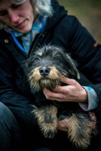 WHISKY, Hund, Terrier-Mix in Ungarn - Bild 4