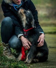 WHISKY, Hund, Terrier-Mix in Ungarn - Bild 5