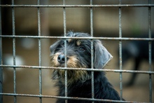 WHISKY, Hund, Terrier-Mix in Ungarn - Bild 7