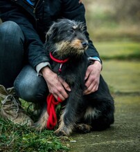 WHISKY, Hund, Terrier-Mix in Ungarn - Bild 8
