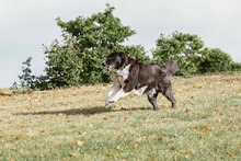OSCAR, Hund, Mischlingshund in Sarstedt - Bild 10