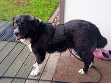 OSCAR, Hund, Mischlingshund in Sarstedt - Bild 15