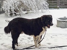 OSCAR, Hund, Mischlingshund in Sarstedt - Bild 16