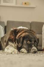 OSCAR, Hund, Mischlingshund in Sarstedt - Bild 3