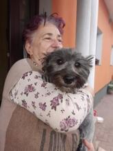 MAYA, Hund, Mischlingshund in Rumänien - Bild 1