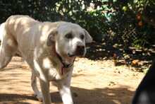 ORO, Hund, Mastin del Pirineos in Spanien - Bild 3