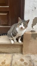 BARTOLOMIAU, Katze, Hauskatze in Spanien - Bild 14