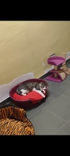 BARTOLOMIAU, Katze, Hauskatze in Spanien - Bild 17
