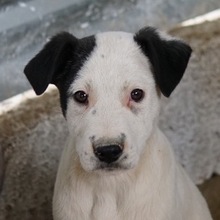 RONNY, Hund, Mischlingshund in Griechenland - Bild 1