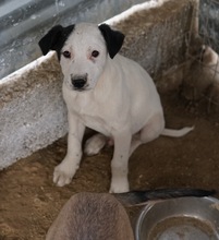 RONNY, Hund, Mischlingshund in Griechenland - Bild 13